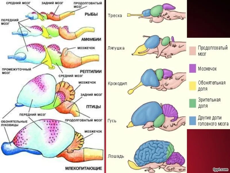 Brain fish. Схема головного мозга рыбы. Мозг рыбы строение. Строение головного мозга рыбы. Строение головного мозга акулы.