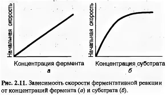 Зависимость активности от концентрации. График активности фермента от концентрации субстрата. Влияние концентрации субстрата на скорость ферментативной. Зависимость скорости от концентрации фермента и субстрата. График зависимости активности ферментов от концентрации субстрата.