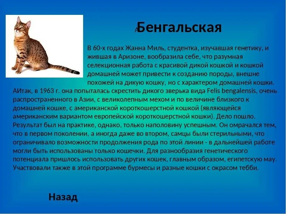 Общее описание кошек. Серенгети кошка описание. европейская кошка описание. доклад про европейскую кошку. европейская короткошерстная кошка характеристика.