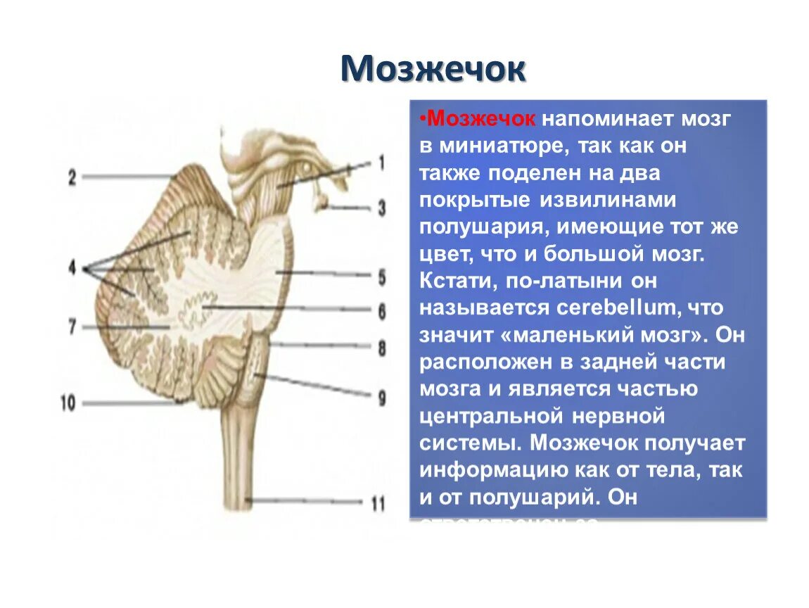 Особенности мозжечка головного мозга. Мозжечок. Мозжечок строение. Структуры мозжечка. Нервы мозжечка.