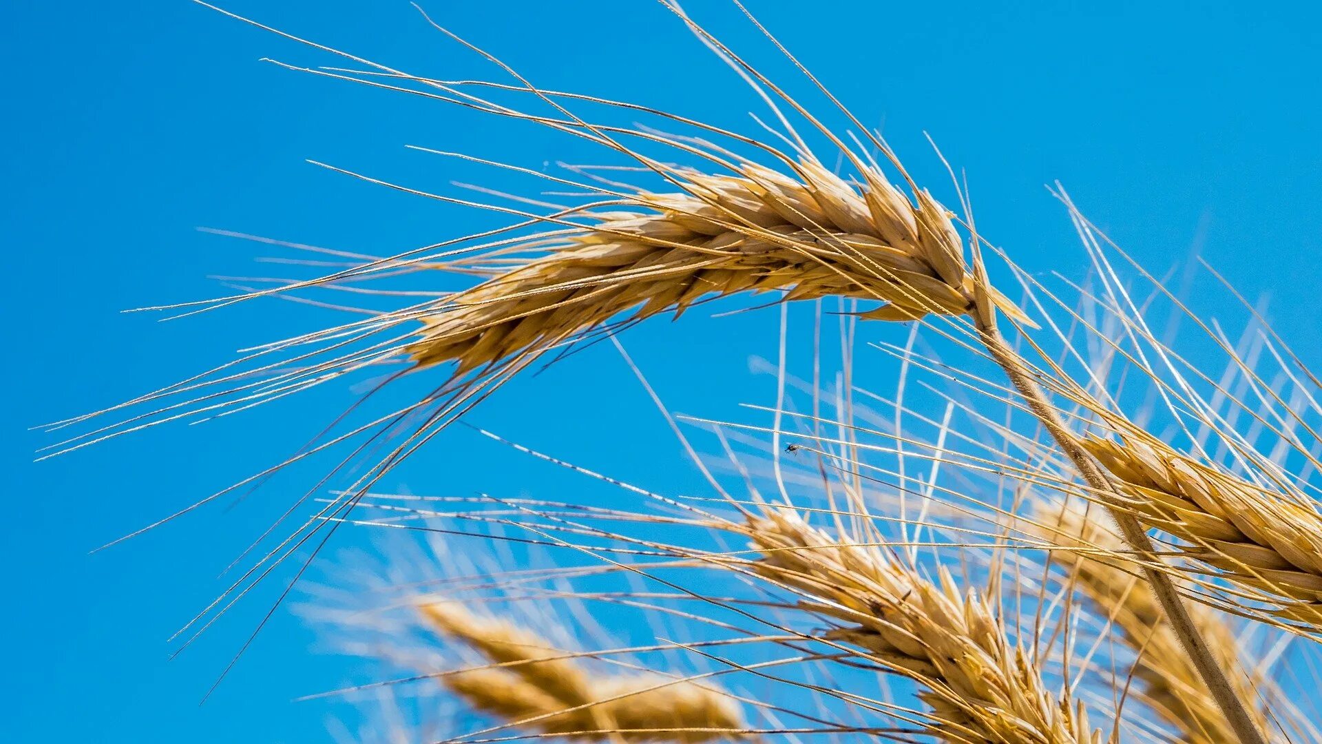 Пшеница. Пшеница фон. Колосья и небо. Зерно коллаж.