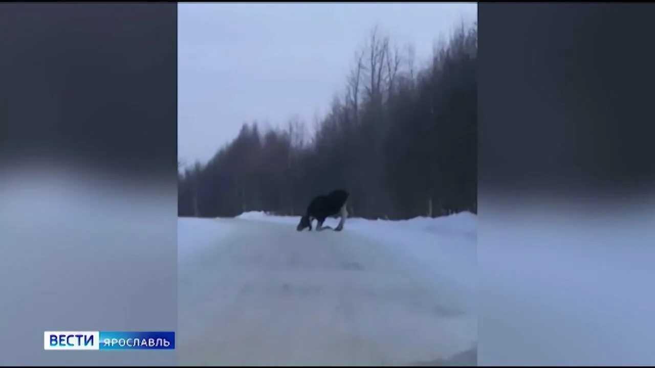 Застряли лось между сосен. Лось Ярославская область. Лоси на дорогах Ярославская область. Лось на дороге зимой.