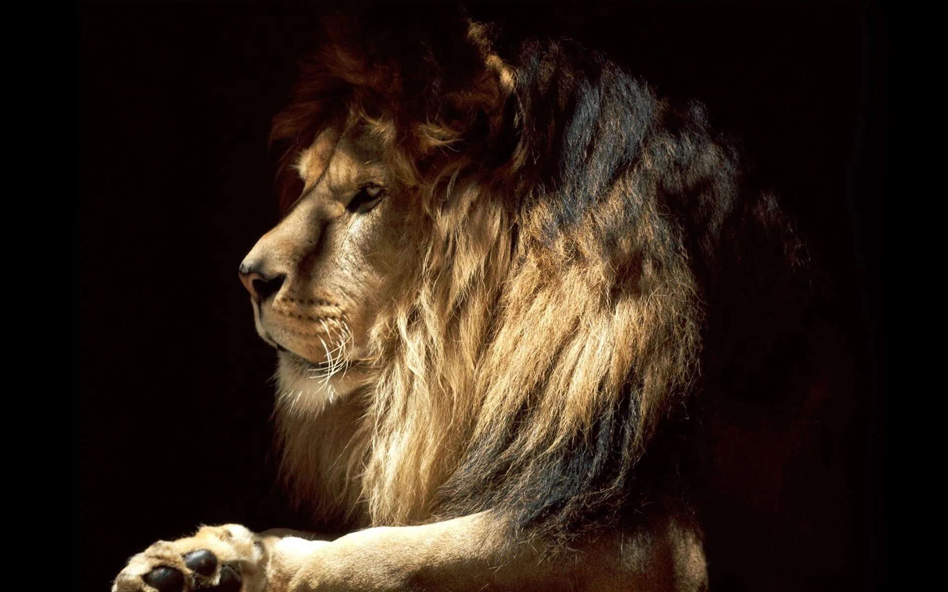 Львица с надписями. Плачущий лев. Ноет лев. Ноет лев. Рафики король лев.