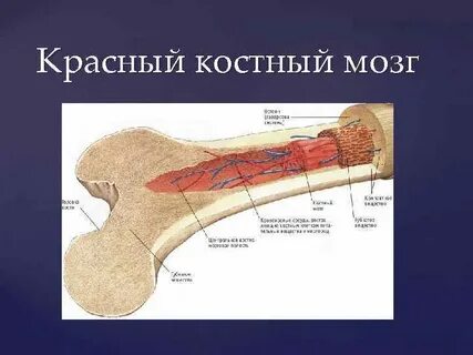 Костный