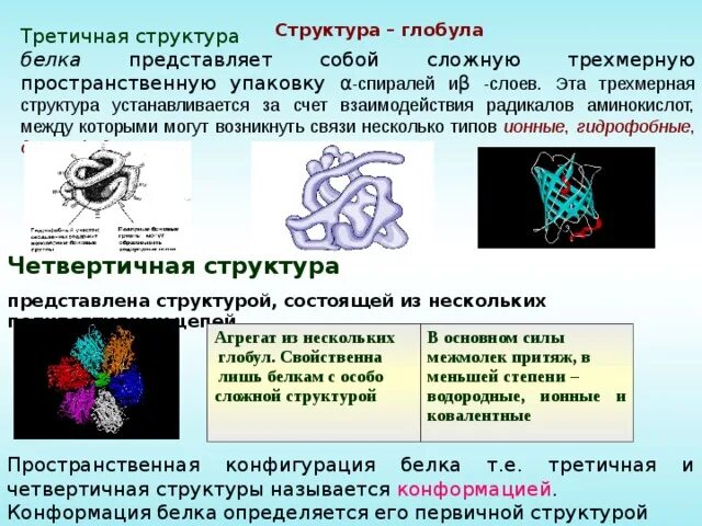 Глобула структура. Третичная структура белка глобула. третичная структура белка представляет собой. третичная структура белка строение. третичная структура белка представлена в виде.
