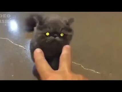 Destroy cat
