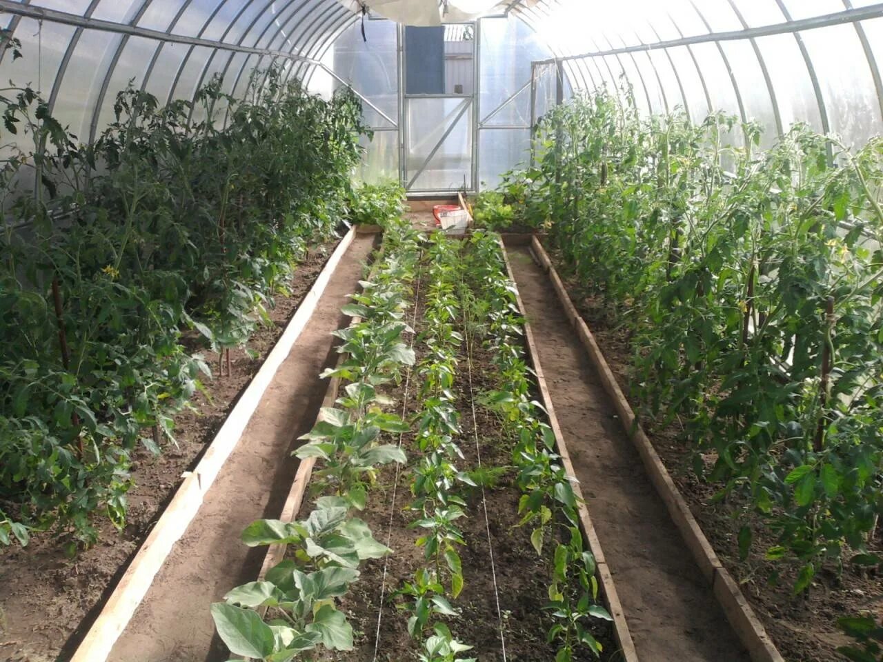 Огурцы помидоры и перцы в одной теплице. Посадка в теплицу. Томаты в теплице из поликарбоната. Парник для помидоров. Парник greenhouse т-21.