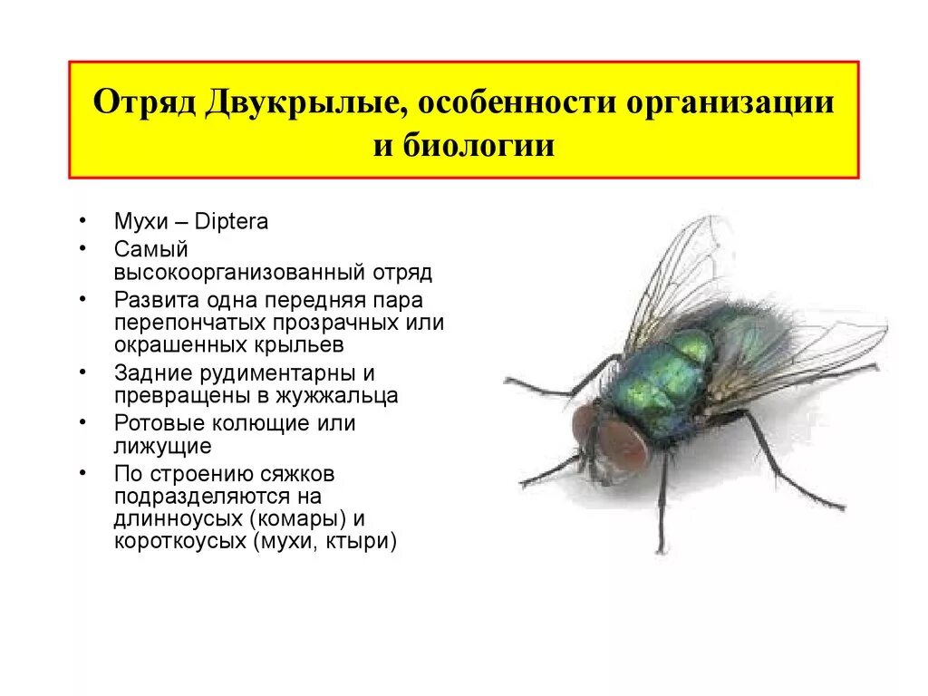 Двукрылые Тип питания. Двукрылые насекомые характеристика. Характеристика отряда Двукрылые. Характерные признаки отряда Двукрылые. Отряд двукрылые мухи