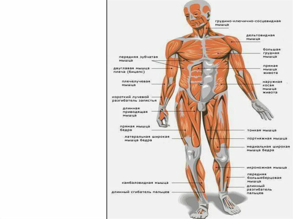 Мышечная система какие органы входят. Мышечная система человека. Мышечная система человека анатомия. Мышцы человека схема. Функции мышечной системы человека.