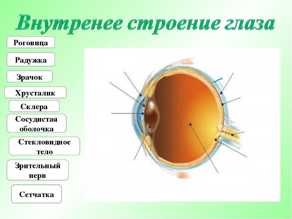 Роговица ткань. Роговица глаза строение анатомия. схема строения роговицы глаза. структура роговицы глаза. строение роговицы биология.