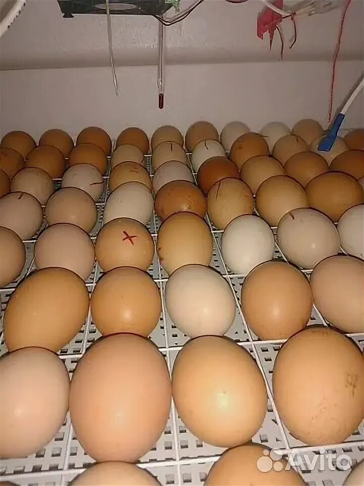 Яйца кур брама. Яйца курей Брама. Куры Брама цвет яиц. Брама цвет яиц.