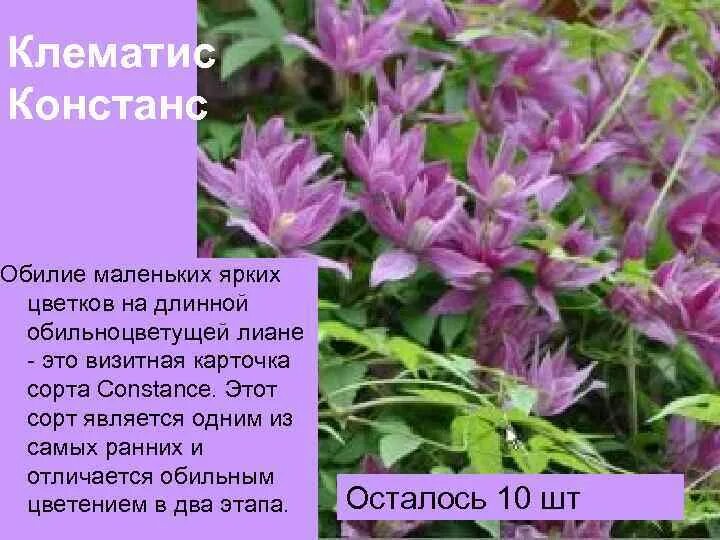 Клематис констанс Огородник.ру