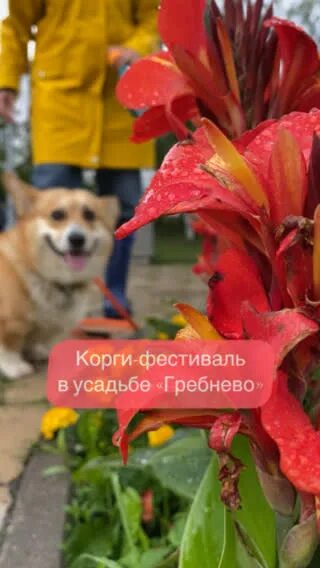 Фестиваль корги спб 2024 20 октября. Парад корги белгород. Фестиваль корги спб 2024 20 октября. Фестиваль корги. Парад корги в москве.