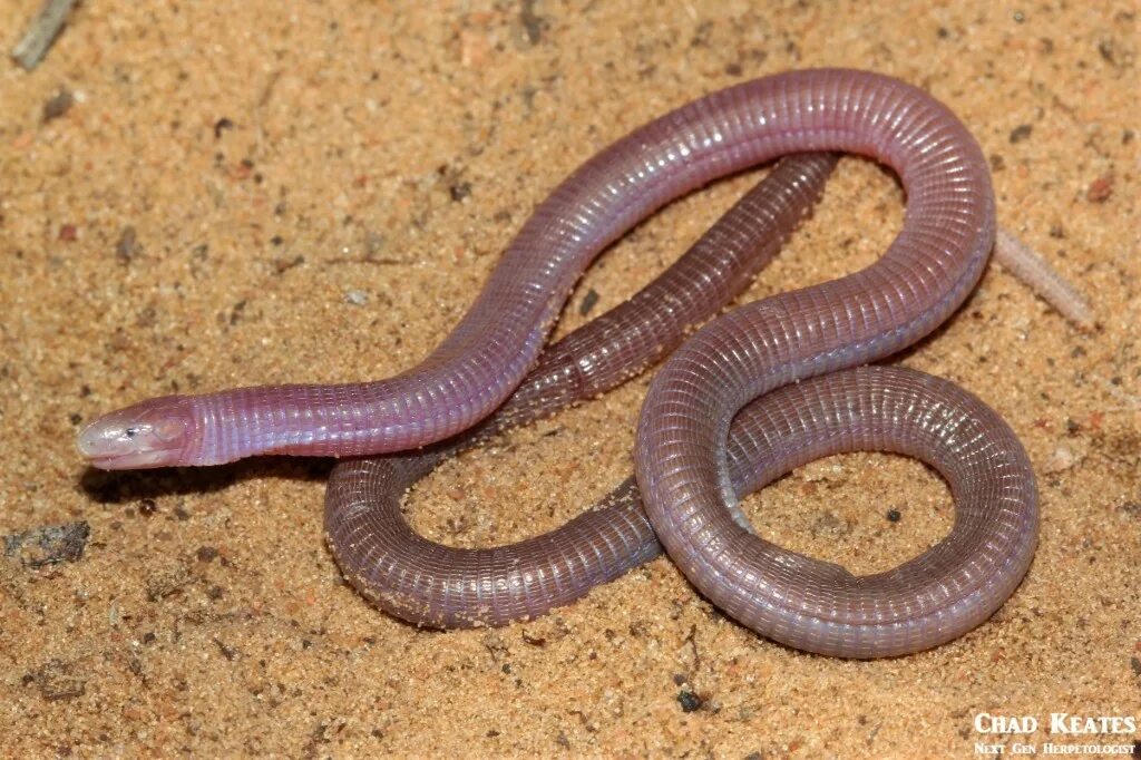 Snake worms. Worm snek. Red worm Lizard.