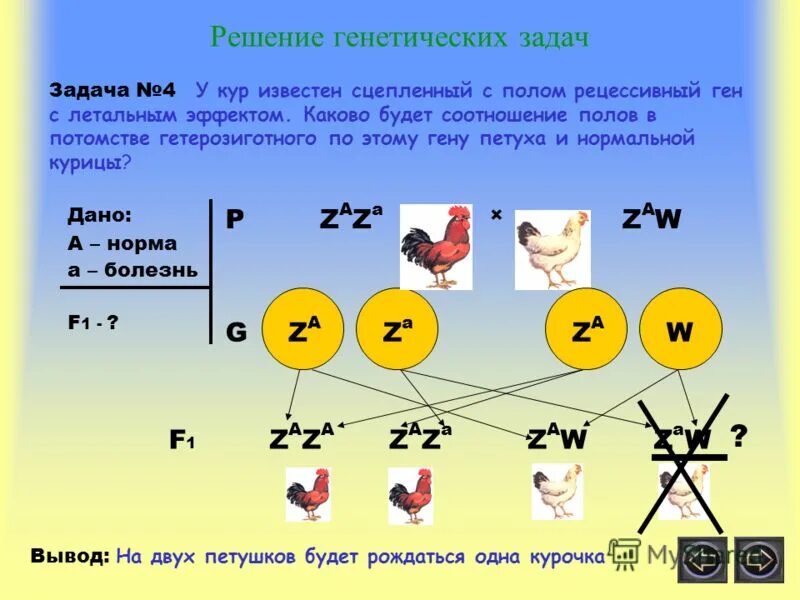 Летальные гены у кур