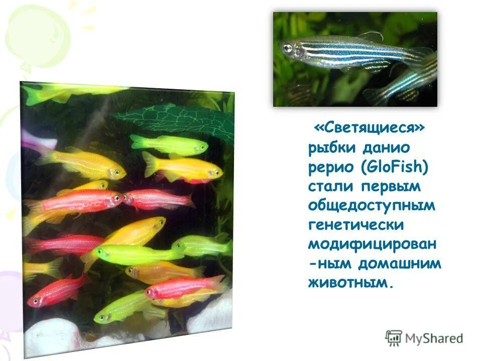 Данио рерио аквариумная рыбка. Даниоиреоио рыбка аквариумная. Данио рерио рыбка размножение. Данио-рерио аквариумные самки.