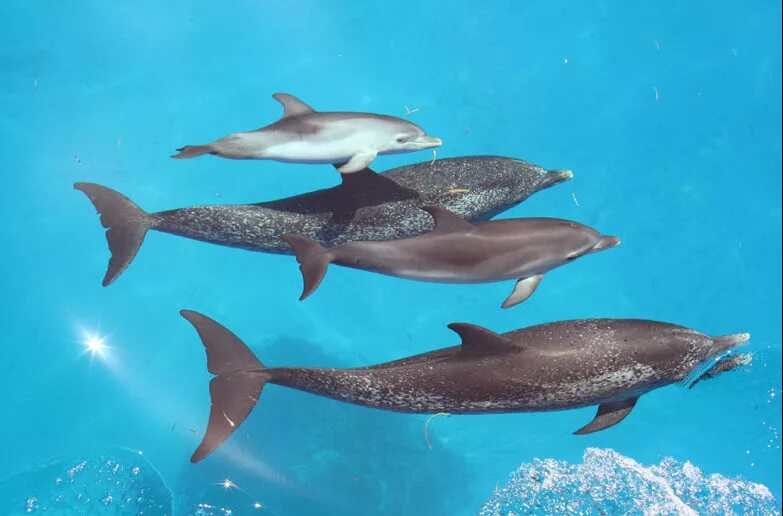 A dolphin can. дельфин винтер. где дельфины. два дельфина прыгают. A dolphin can.