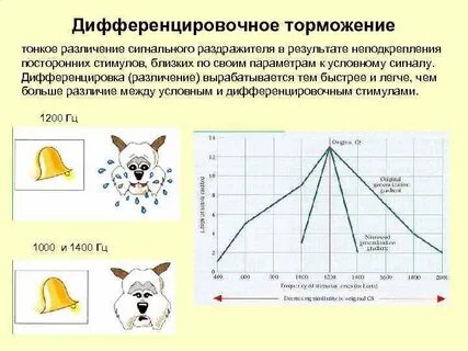 Угасание рефлексов