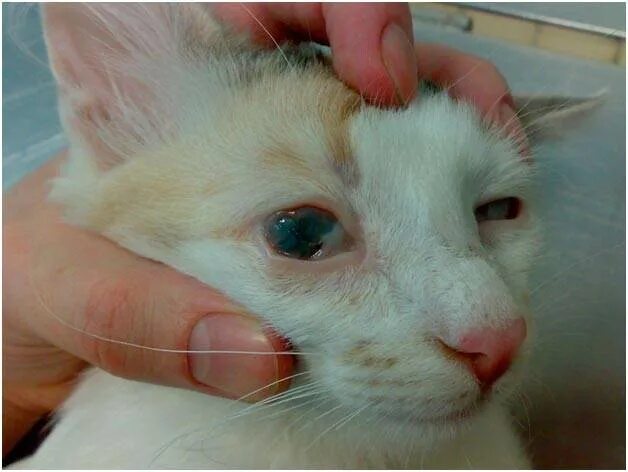 Вылечить глаза котенку