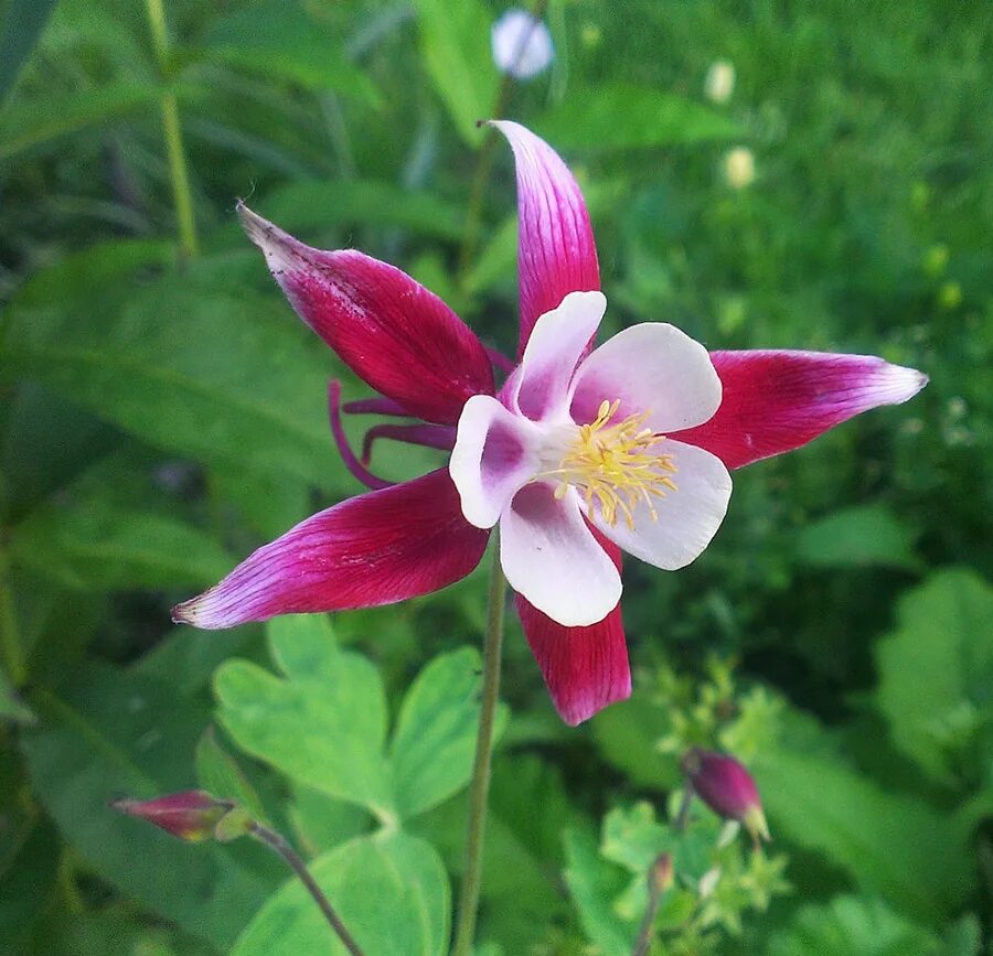 Аквилегия цветок описание. Аквилегия, водосбор, орлик aquilegia. Цветок аквилегия описание. Аквилегия бертолони. Цветок аквилегия описание.
