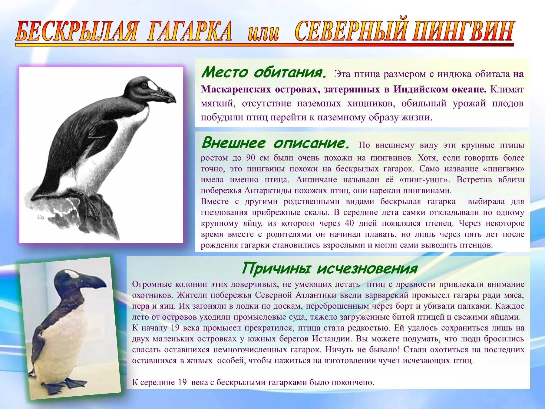 морской слизняк. размножение свойство живых организмов. Holozoa. удивительные живые организмы. живых особей.