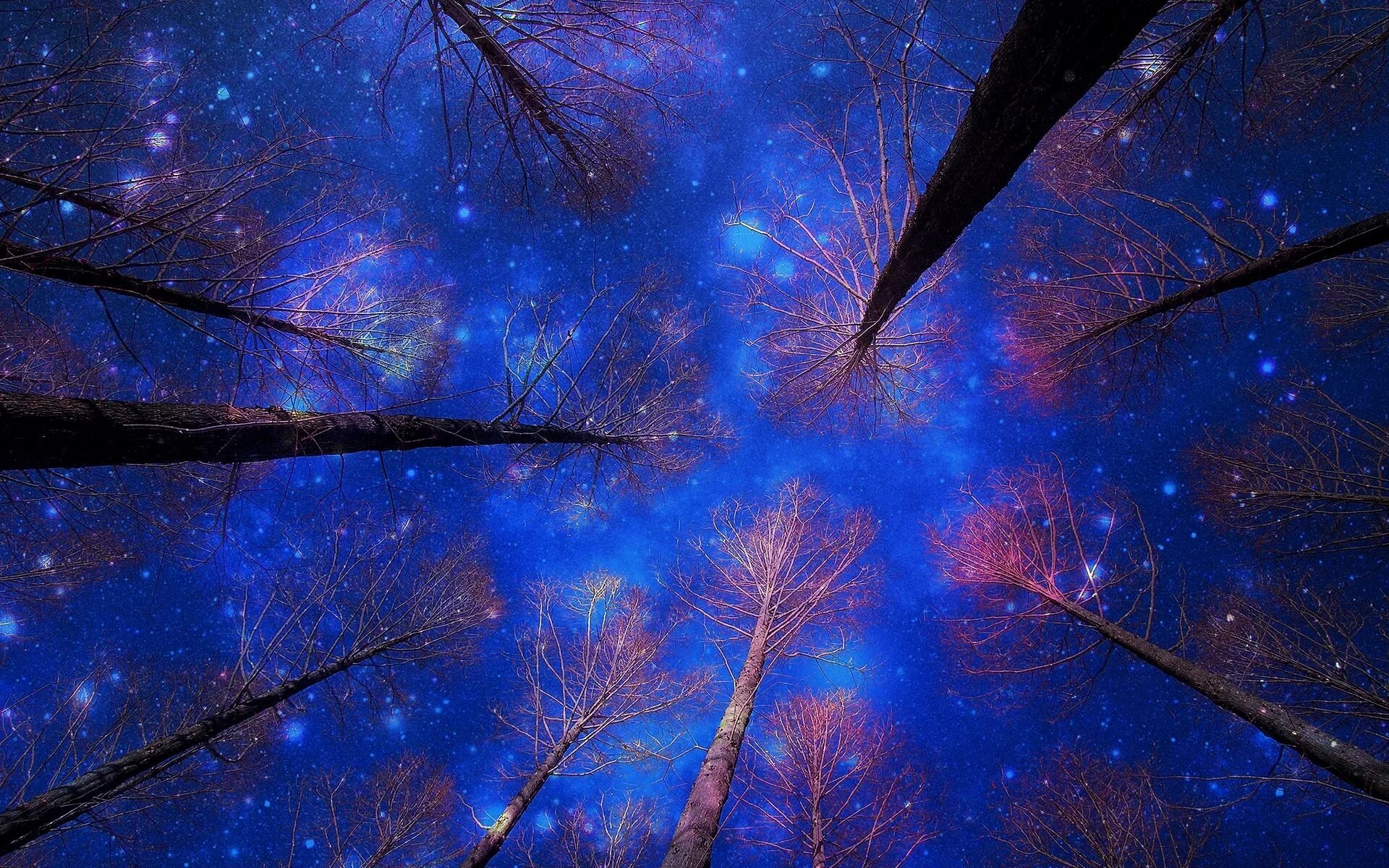 Ночное небо. Звездное небо деревья. Дерево в космосе. Звездное небо в лесу. Tree star