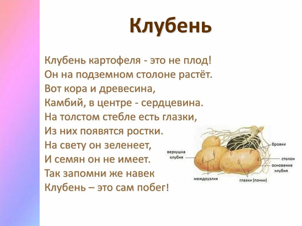 Клубень картофеля 6 класс. Клубень картофеля биология. Клубень картофеля это плод. Вывод клубень картофеля.