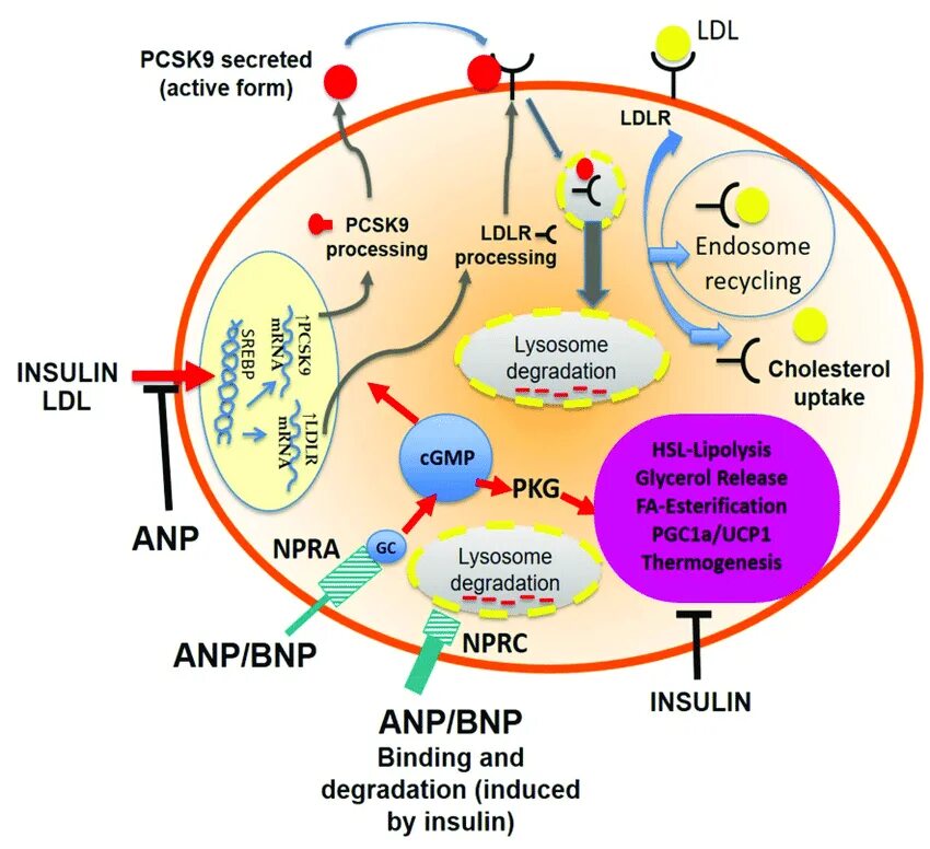 Ингибиторы pcsk9 механизм действия. Блокаторы pcsk9. Ингибиторы Psk 9. Ингибиторы pcsk9