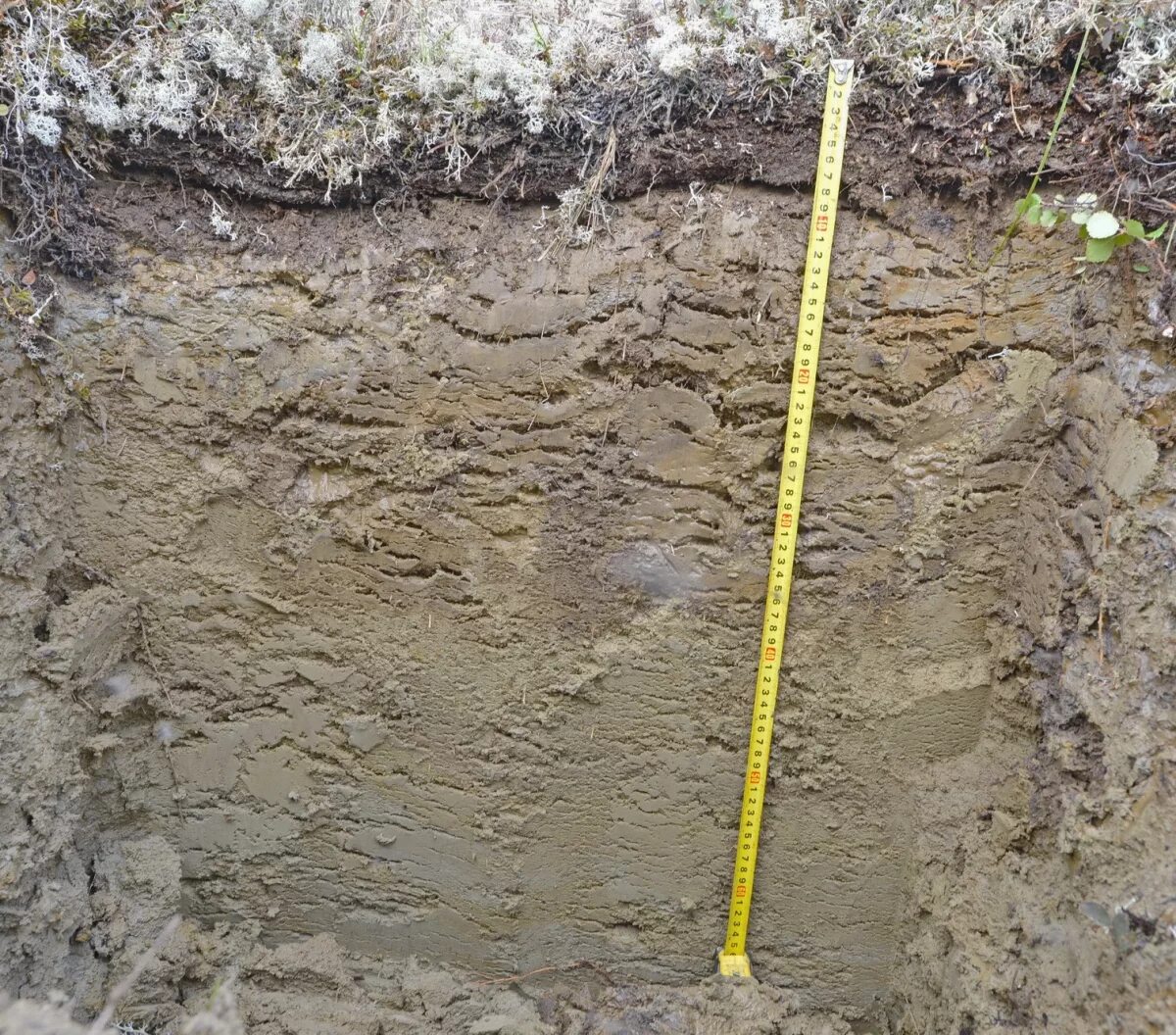 Тундрово-глеевые почвы горизонты. Глеевый процесс. Глеевый горизонт. Глеевый слой. Болотные почвы образуются.