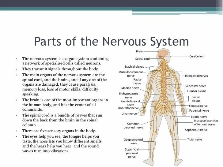 The system английский. Нервная система на английском языке. Нервная система человека на английском. Центральная нервная система на английском. Строение нервной системы человека на английском.