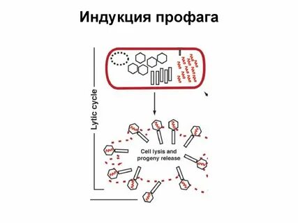 Профаг