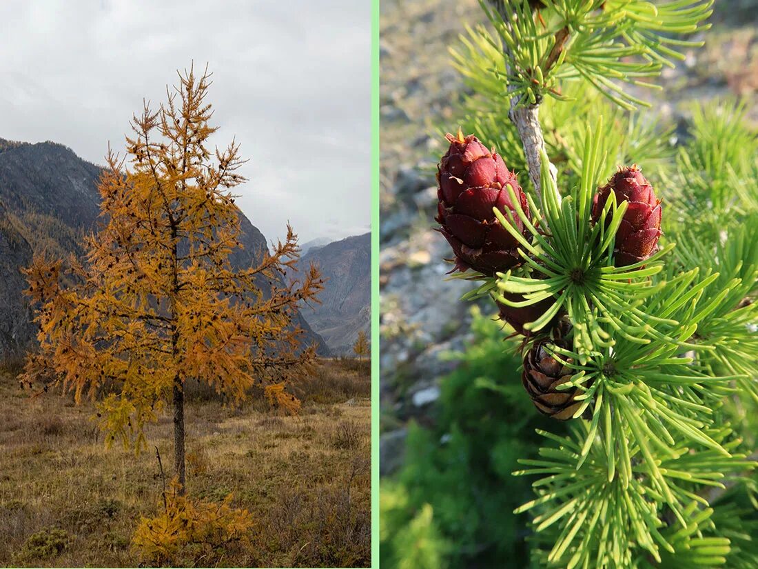 Хвойные урала. Лиственница Сибирская Larix sibirica. Лиственница Сибирская Lárix sibírica. Лиственница Сибирская (Larix sibirica Ledeb.). Лиственница Даурская.