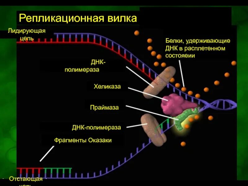 Расплетание цепей днк. Хеликаза праймаза. Хеликаза фермент функции. Хеликаза функции в репликации ДНК. Хеликаза и геликаза.