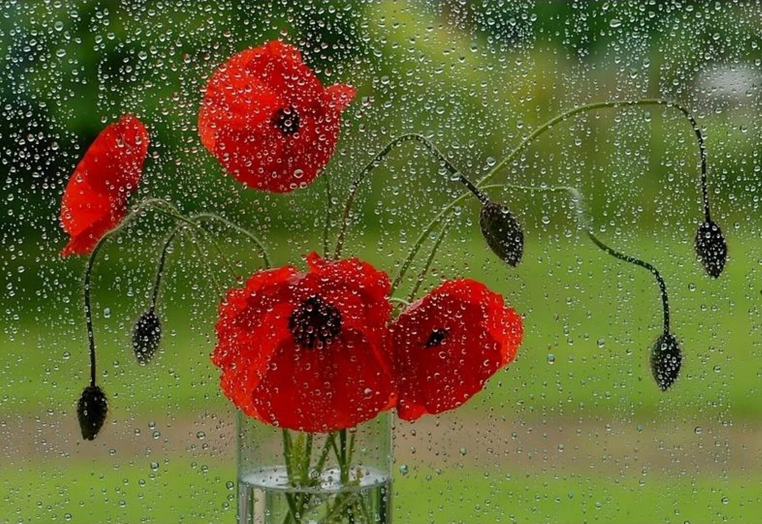 Бесплатные дождливые открытки. Цветы под дождем. Летний дождь. Дождливый летний день. Цветы за мокрым стеклом.