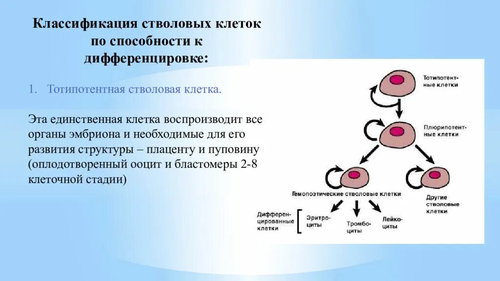 Классификация дифференцировки клеток стволовых. Особенности эмбриональных стволовых клеток. Схема стволовых кроветворных клеток. Эмбриональные стволовые клетки характеристика.