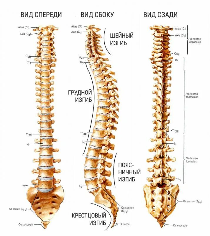 Позвонки th8 th12. Позвоночный столб анатомия атлас. L6 l7 позвоночник. Позвоночник человека l1 позвонок. Скелет человека спина