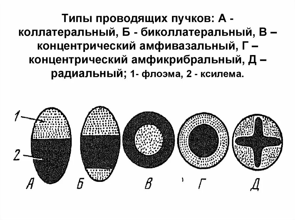 В состав проводящего пучка входят