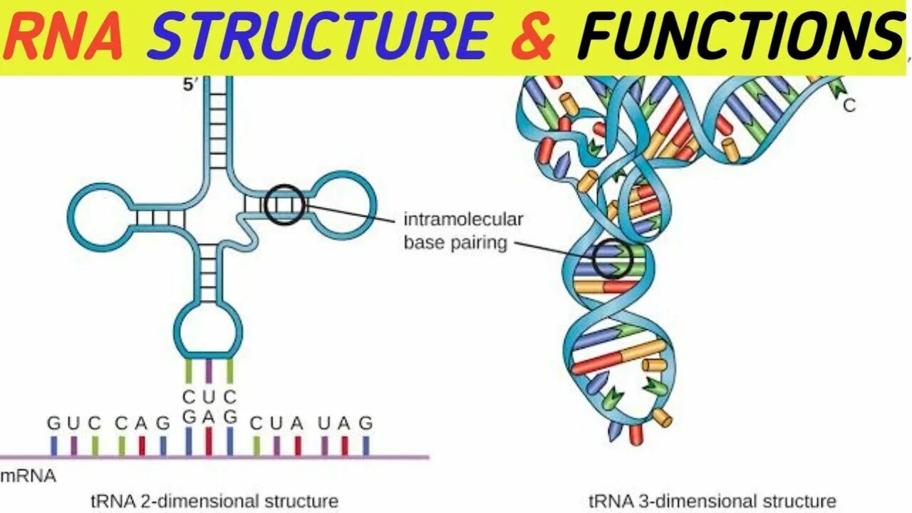 Первичная структура РНК. Строение МРНК биохимия. Вторичная структура РНК биохимия. Структура РНК биохимия.