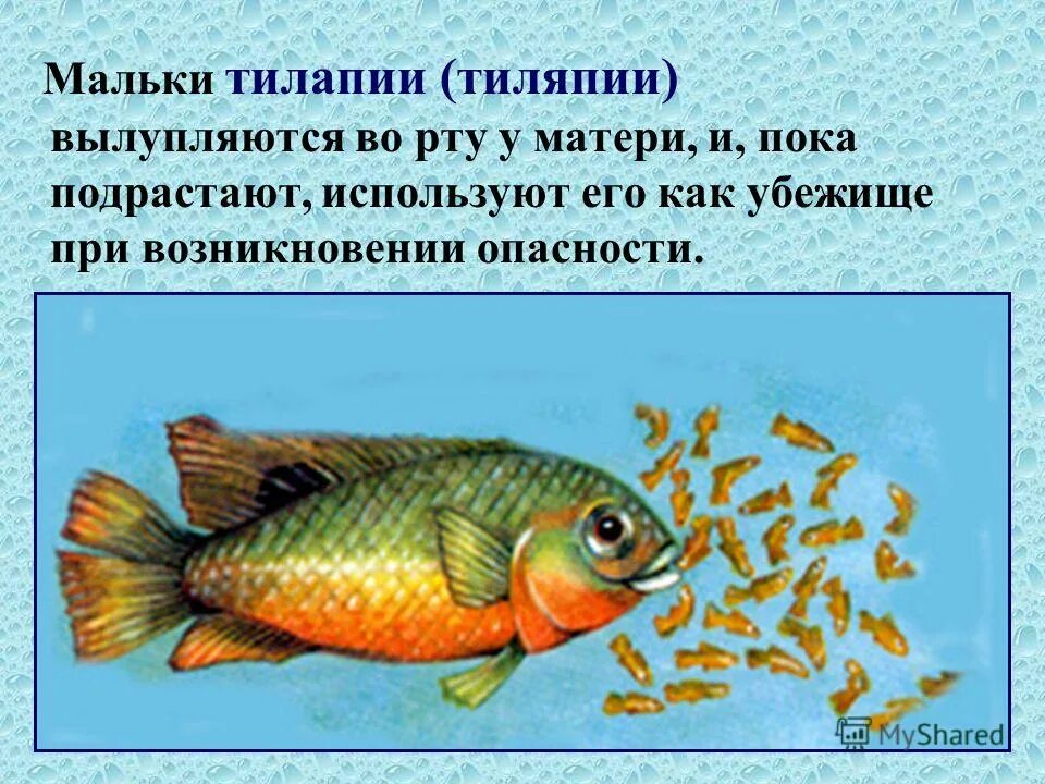 Что означает слово мальки. Заботу о потомстве проявляют у рыб. Формы заботы о потомстве у рыб. Тилапия забота о потомстве. Размножение рыб забота о потомстве.