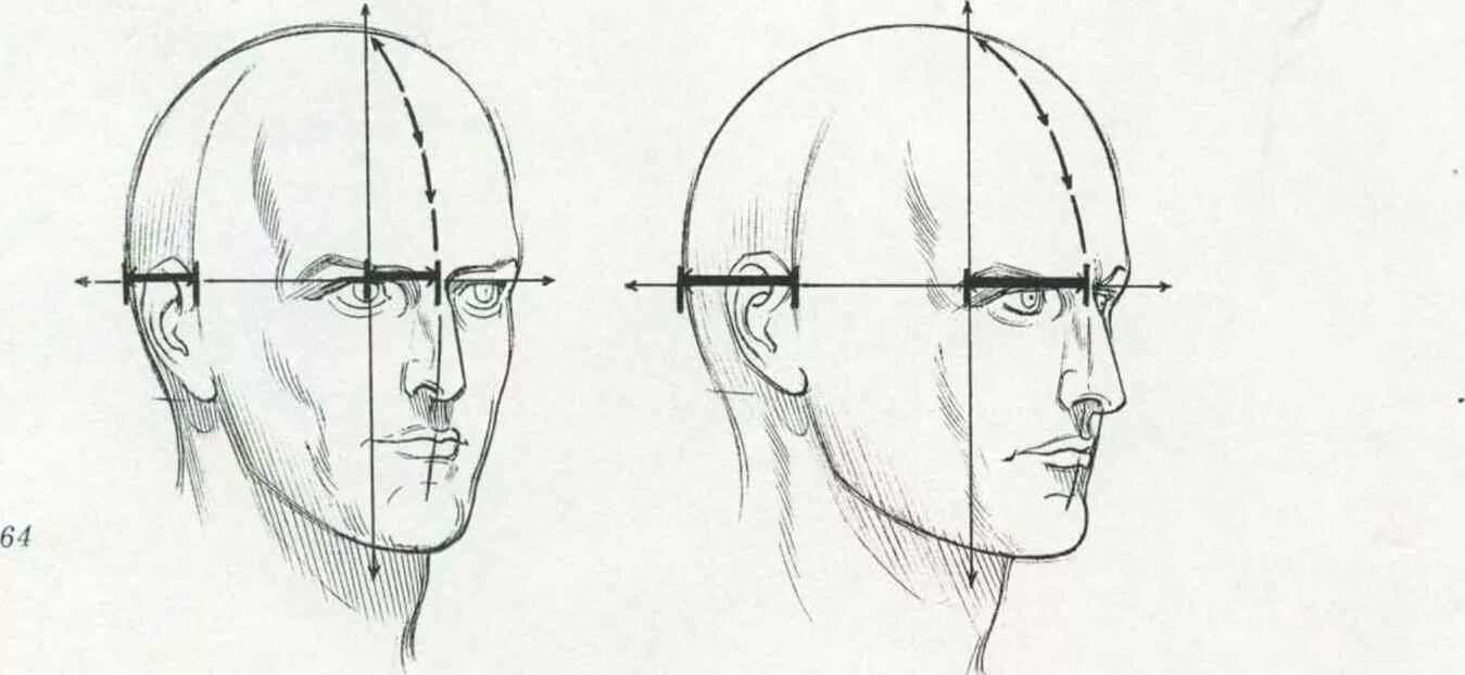 Схема головы человека в профиль и анфас. Рисунок головы человека в профиль и анфас. Пропорции головы человека анфас. Пропорции головы в профиль и анфас. Поэтапно объяснение