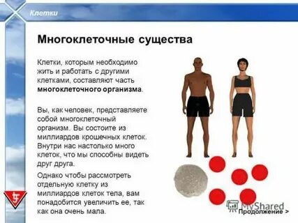 Почему многоклеточный организм представляет собой единое целое