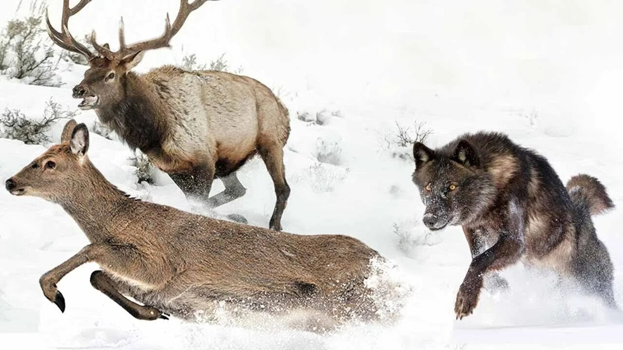 бородатый лось. канал про диких животных в азии. чернохвостый олень. лось против оленя. парк йеллоустоун волки.