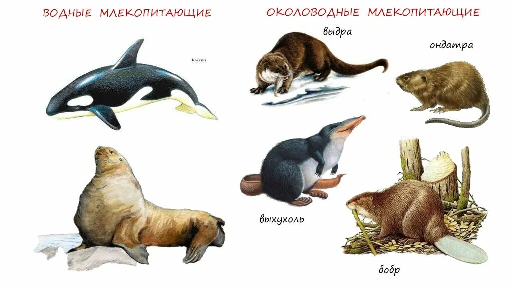 Самый большой представитель млекопитающих. Водные млекопитающие. водные млекопитающие животные. отряды приматы экологические группы млекопитающих. водные млекопитающие виды.