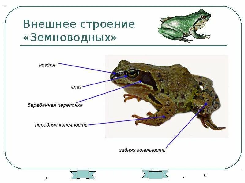 Особенности организма земноводных. Внешнее строение бесхвостых земноводных. Внешнее строение лягушки 7 класс. Внешнее и внутреннее строение бесхвостых земноводных. Бесхвостые амфибии наружное строение.