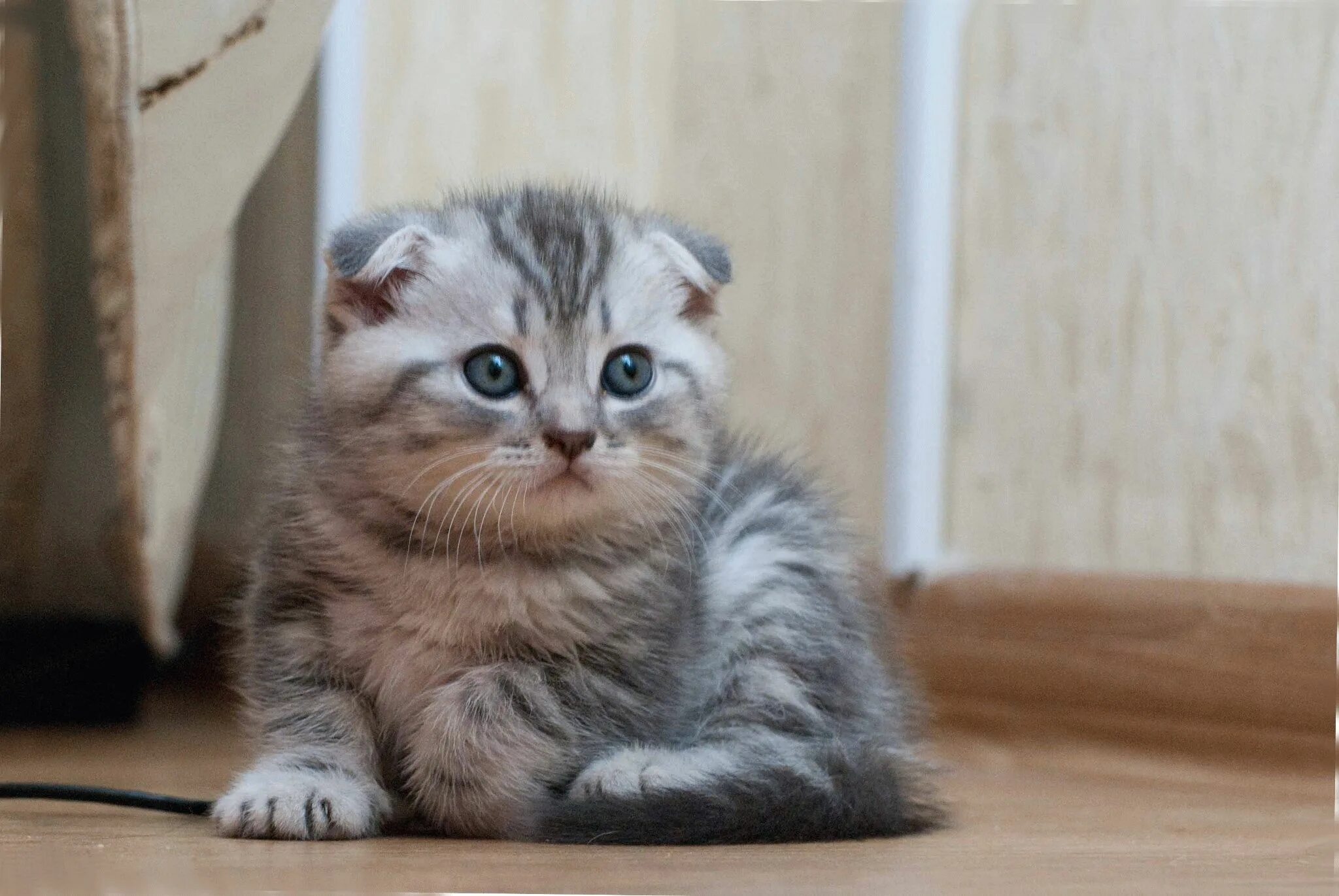 Почему шотландский котенок. Скоттиш фолд котята. Шотландские вислоухие котята. Вислоухие котята шотландцы. Милые котята Шотландские вислоухие.