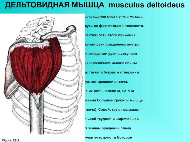 Дельтовидная мышца является мышцей. Дельтовидная мышца плеча анатомия. функции пучков дельтовидной мышцы. дельтовидная мышца (m. deltoideus). задняя дельтовидная мышца функции.