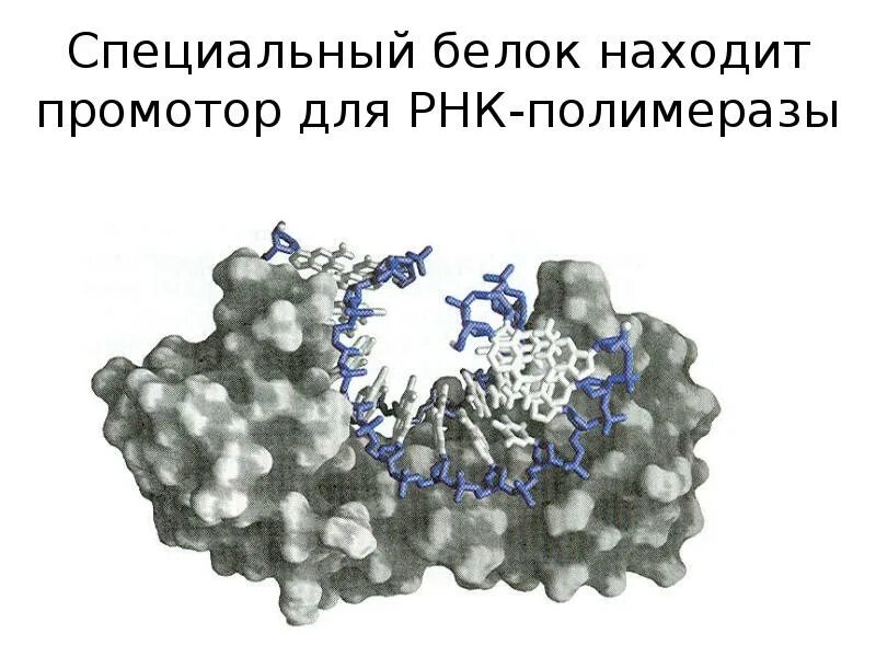 Белок можно обнаружить. Промотор РНК полимеразы 2. Специальные белки. Особые белки. Особый белок EPF.