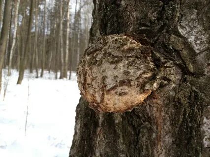 Нарост на березе 4