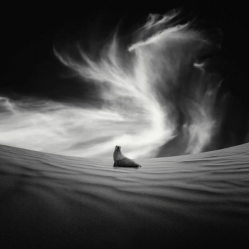 Чёрно белые сны. Белые сны. Белый сон. Белые сны. Черно белые сны.