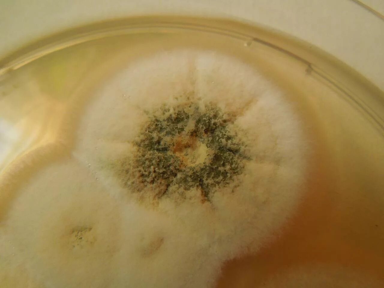 Bacillus subtilis на чашке петри. Metarhizium brunneum грибок. Боверия триходерма. Trichoderma viride в микроскопе. Метаризиум на жидкой среде.